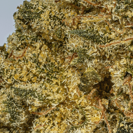 Obama Kush (AA) - Image 5