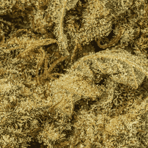 Cat Piss (AAA) - Image 5