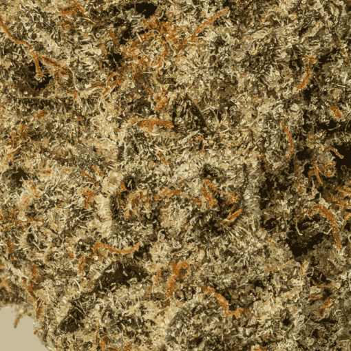 Flintstones (AA+) - Image 5