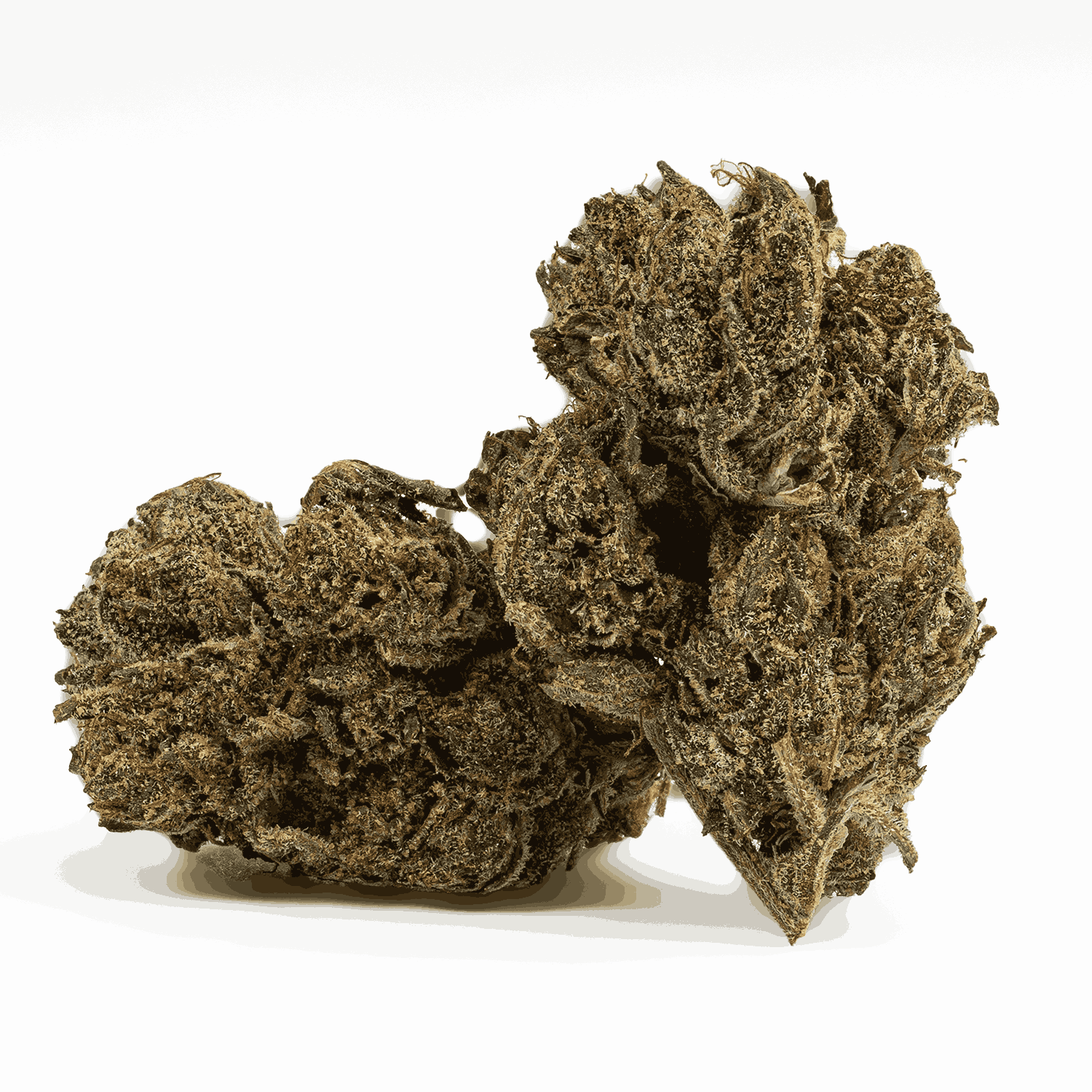 Gasolina (AAAA+)