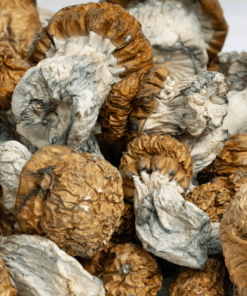 Avalanche Mushrooms