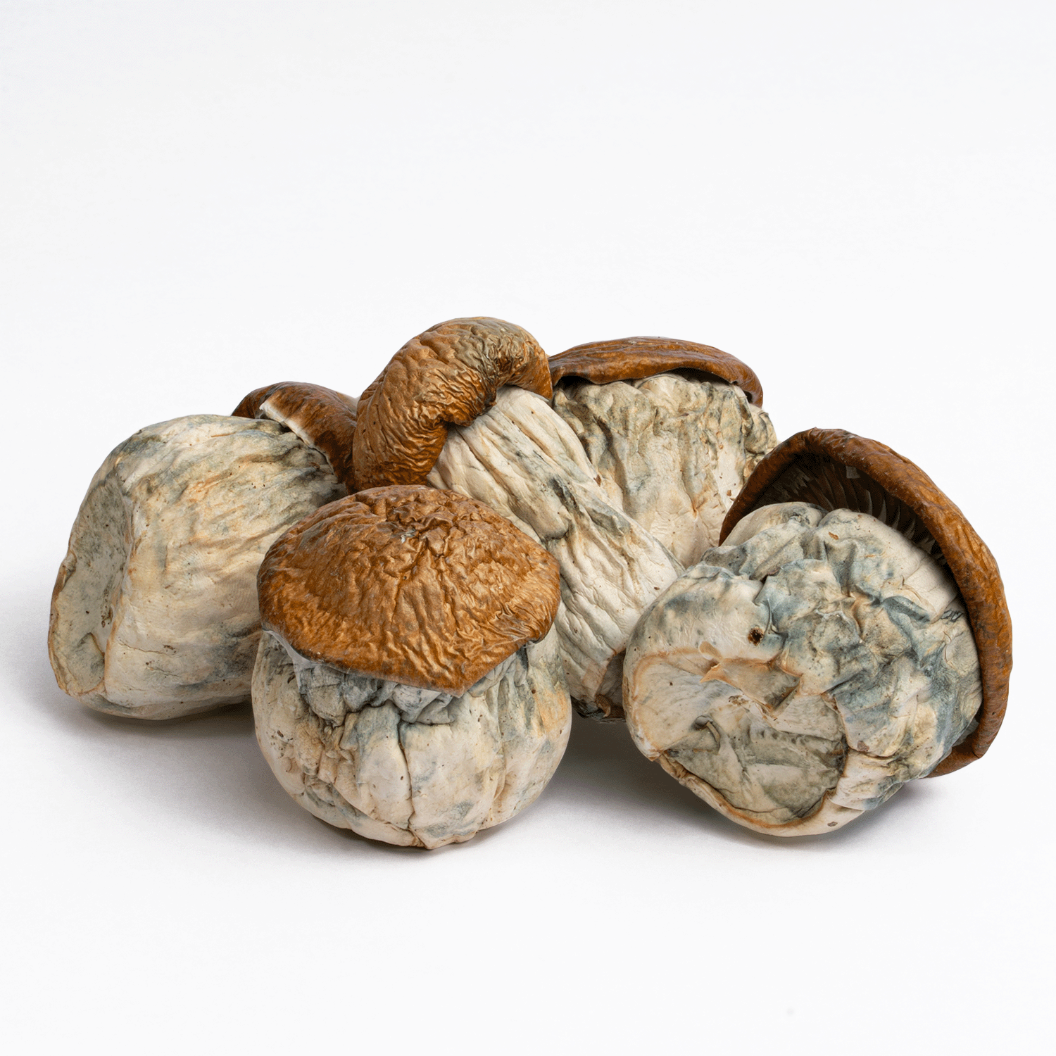 Dino Eggs Mushrooms
