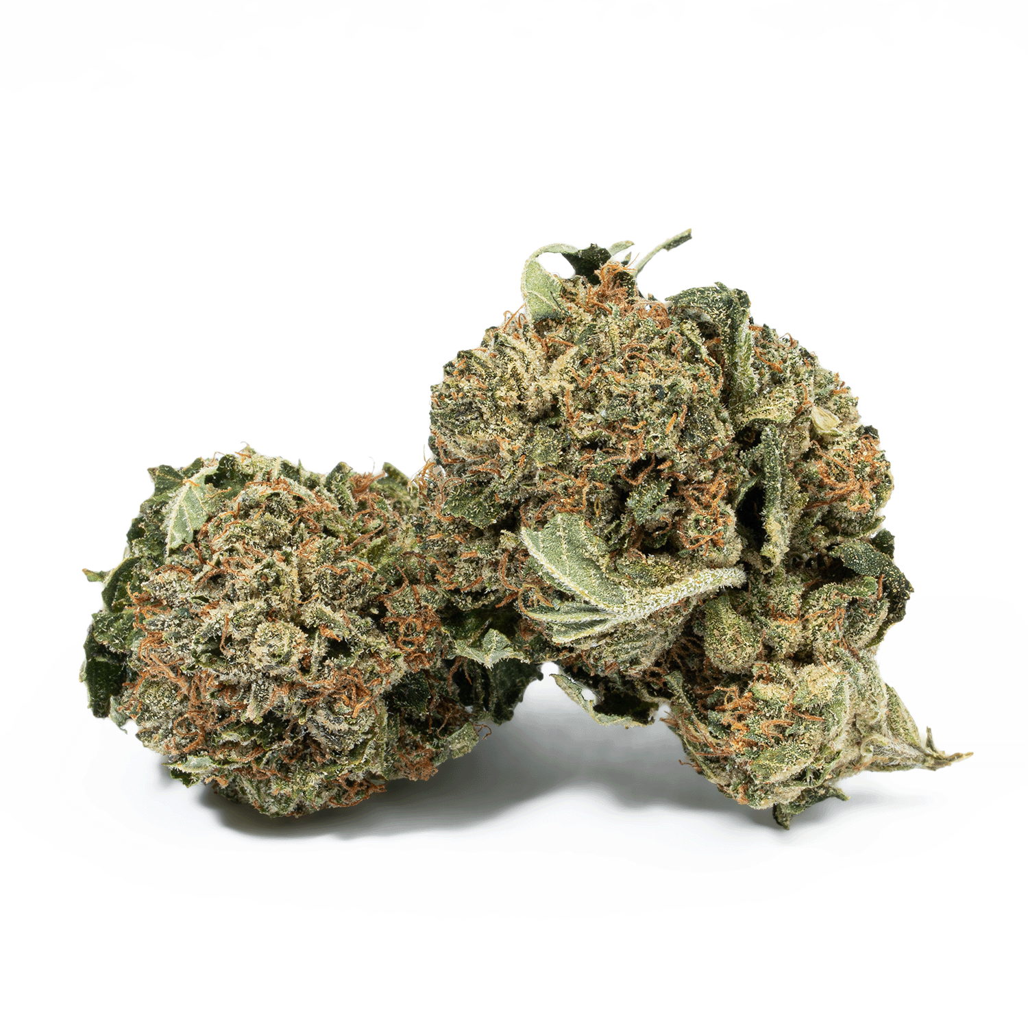 Glue Dream (AA)