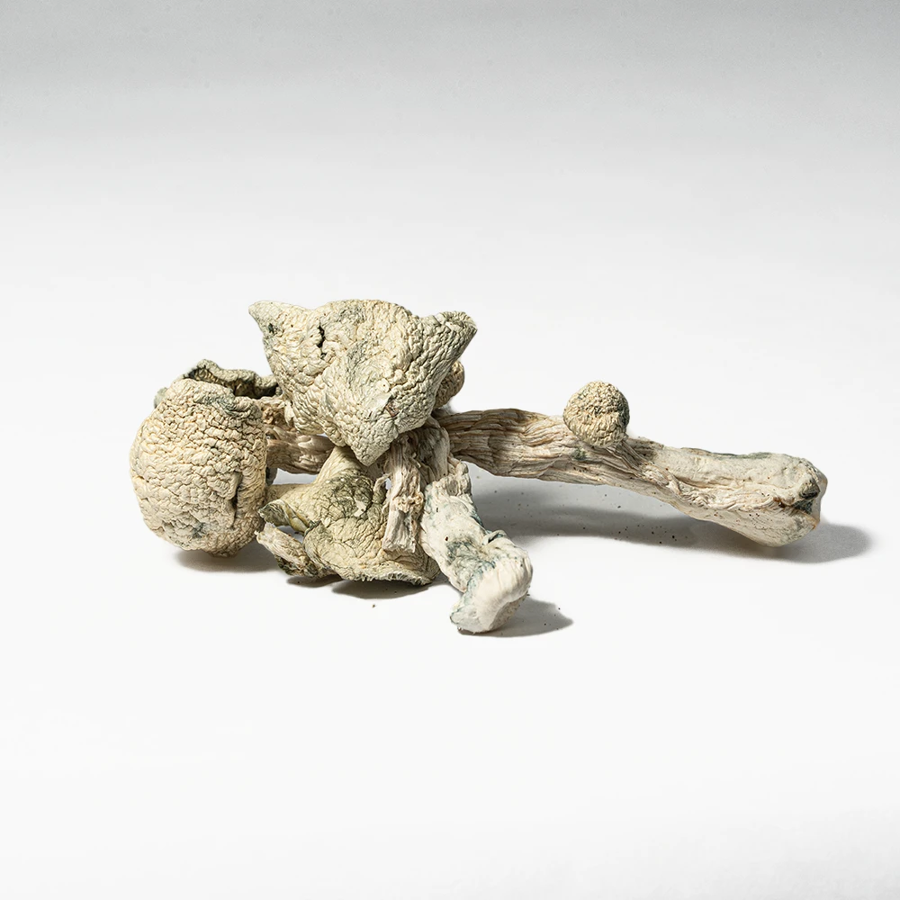 Albino Penis Envy (A.P.E) Mushrooms