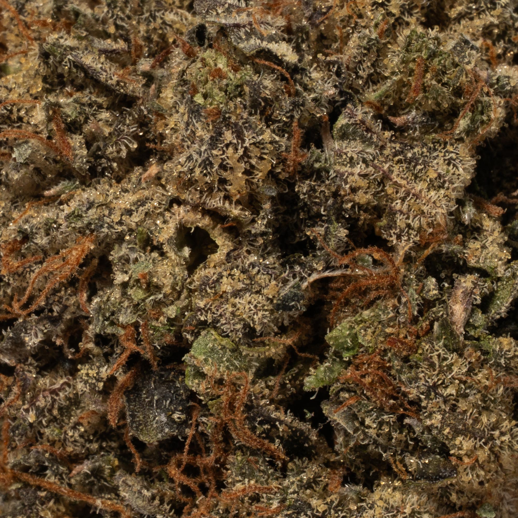 Gangster Kush (AAAA) - Image 4