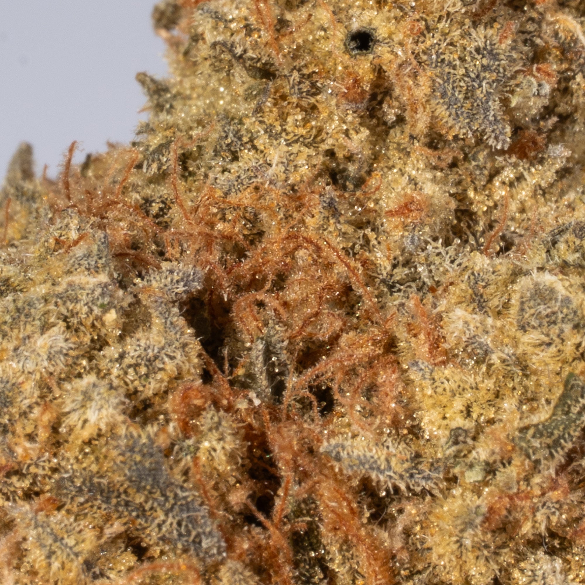 Afghan Hawaiian (AA) - Image 4