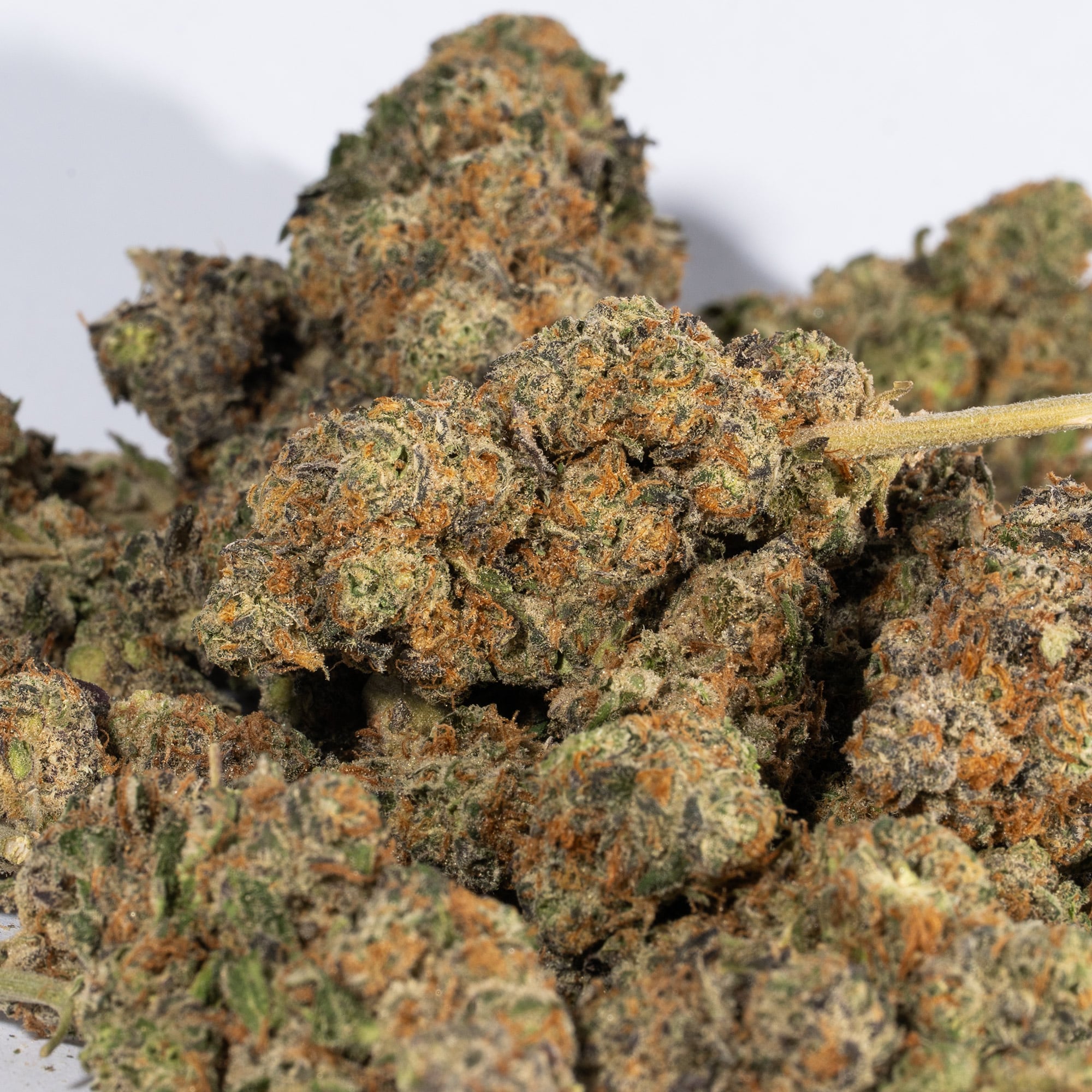 Animal Cookies (AAA) - Image 3