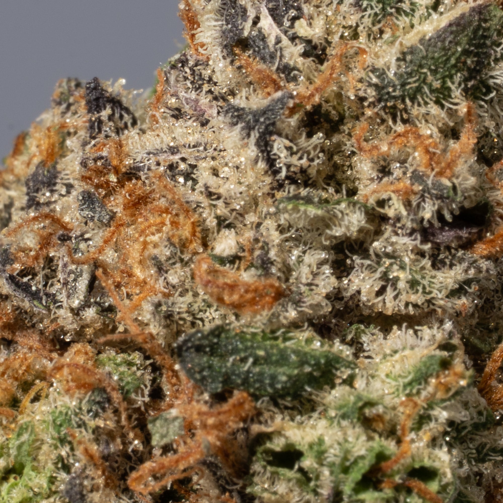 Animal Cookies (AAA) - Image 4