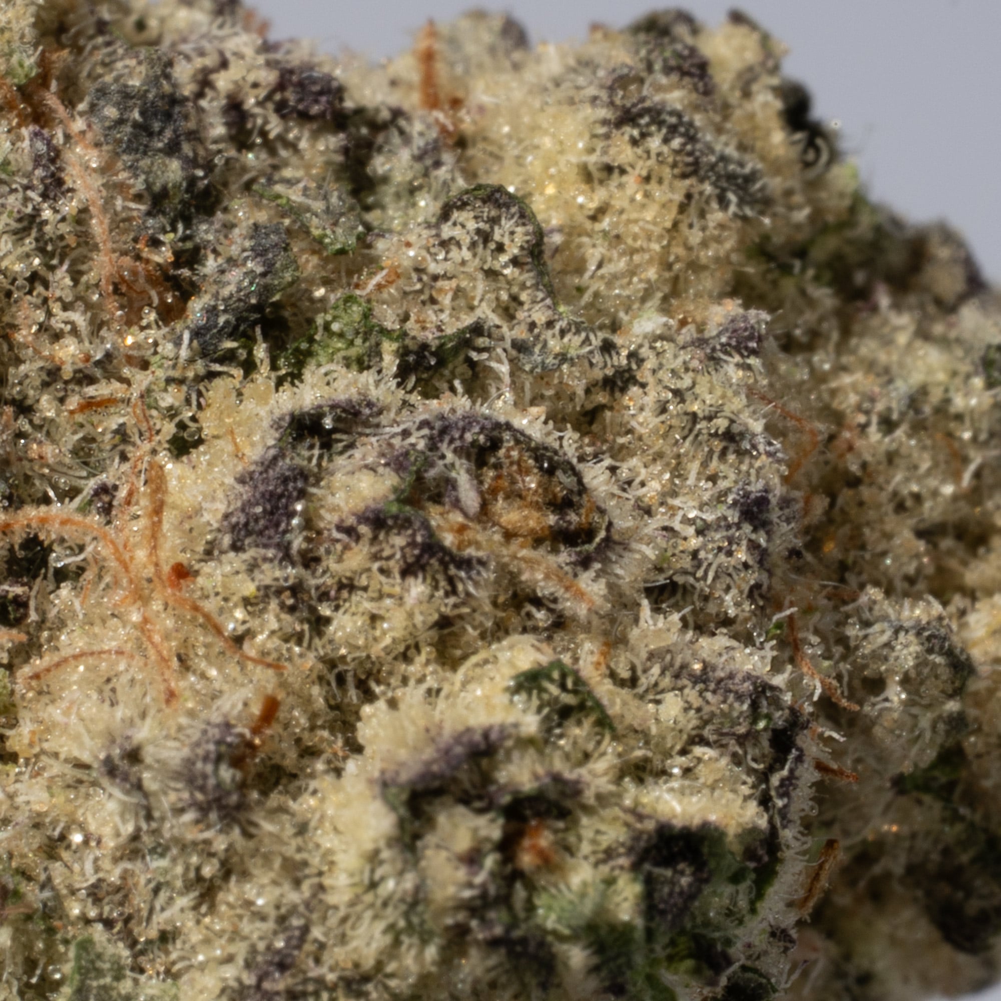 Bubblegum (AA+) - Image 3