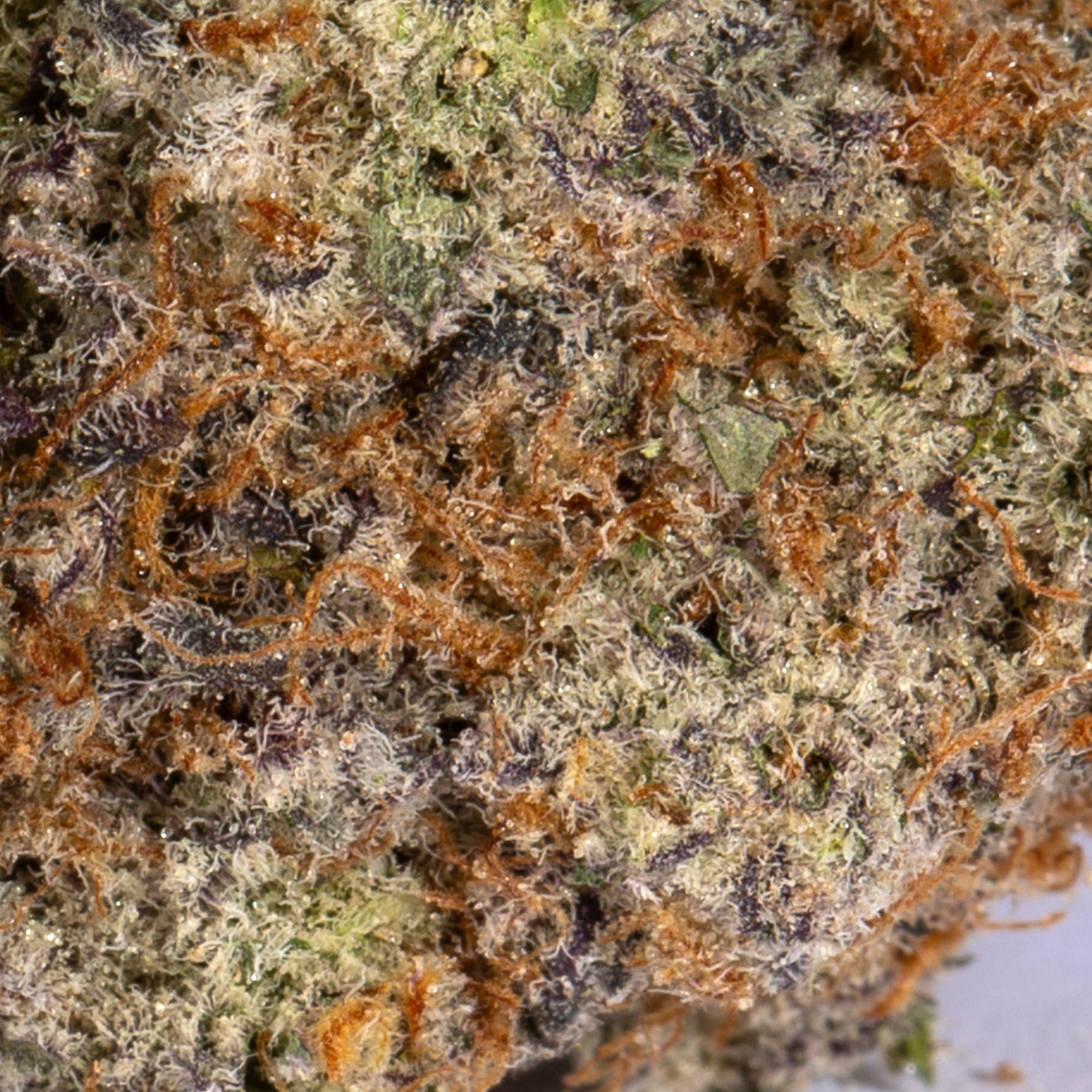 Stinky Pinky (AAA+) - Image 5