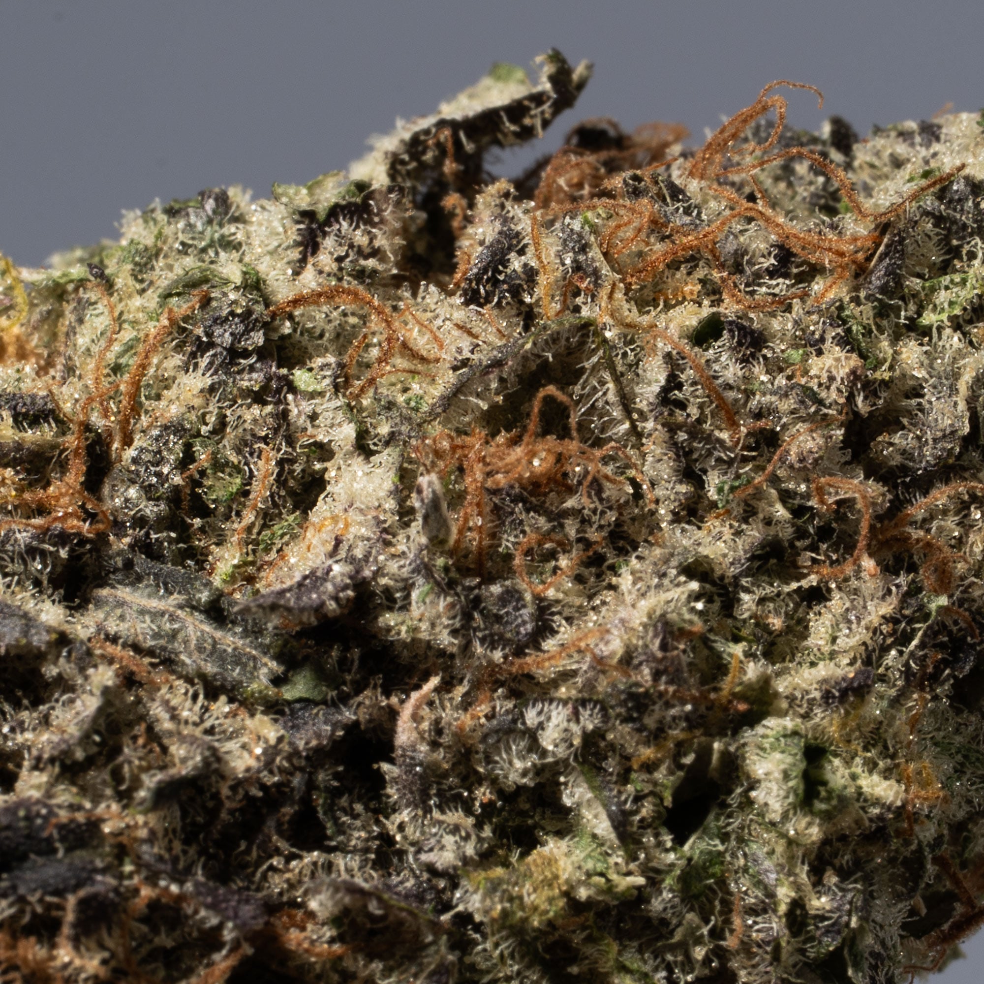 Grey God (AAA+) - Image 5