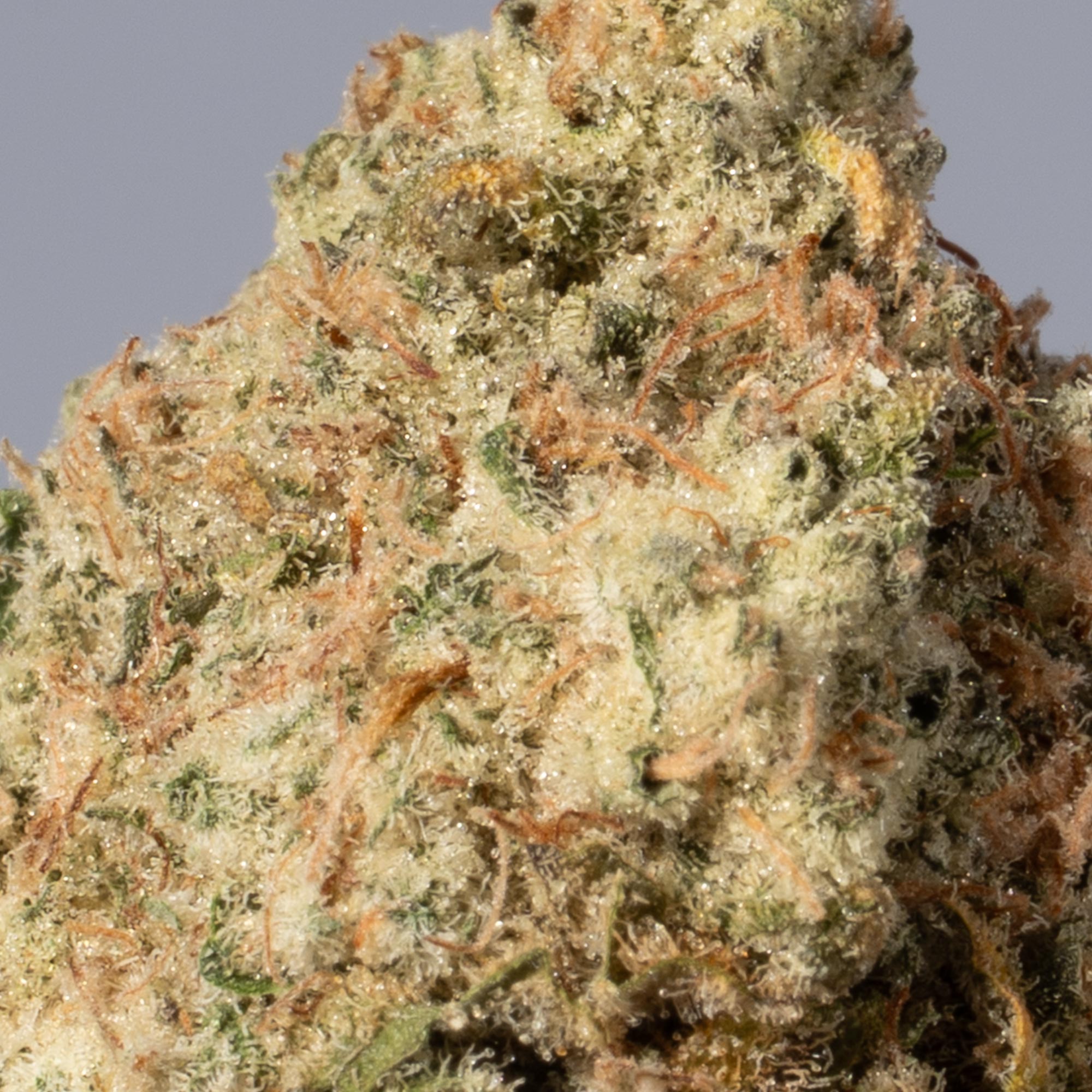 Jack Herer (AA+) - Image 2