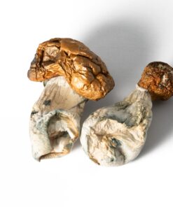 Koh Samui Mushrooms