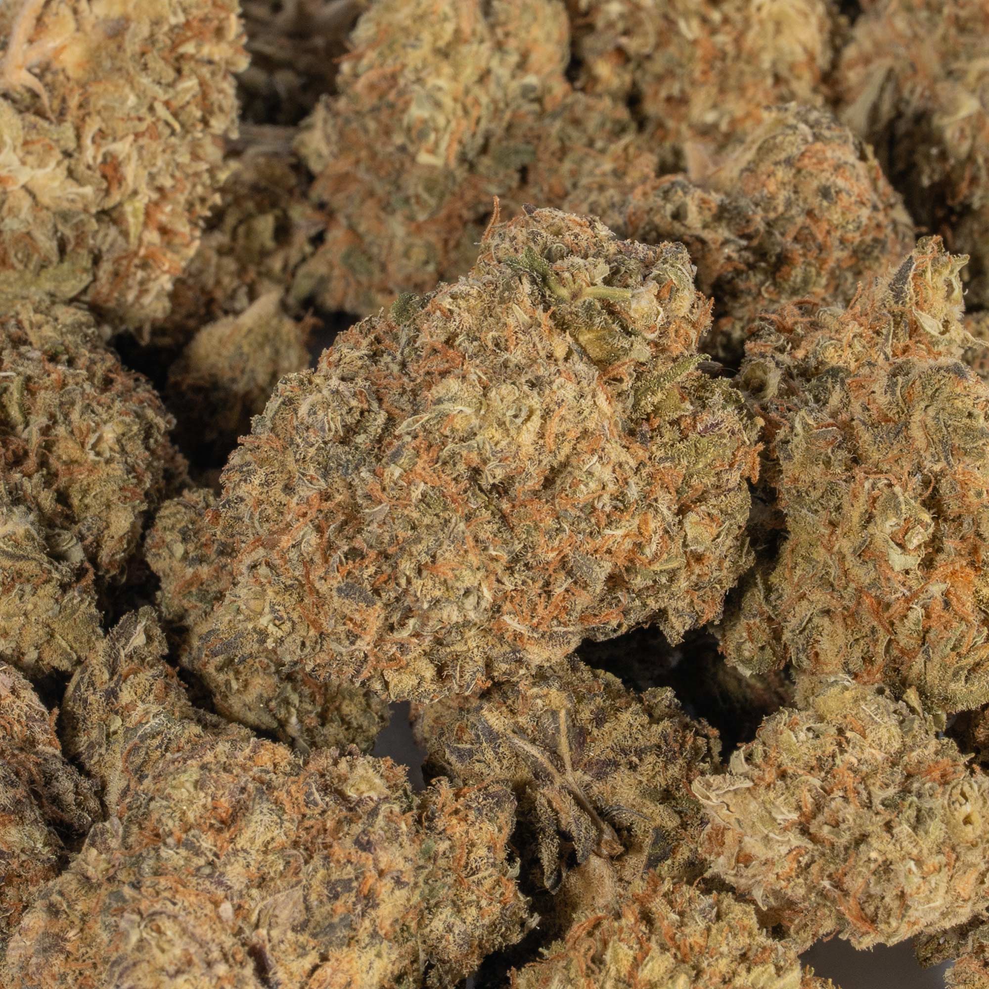 Moby Dick (AA+) - Image 4