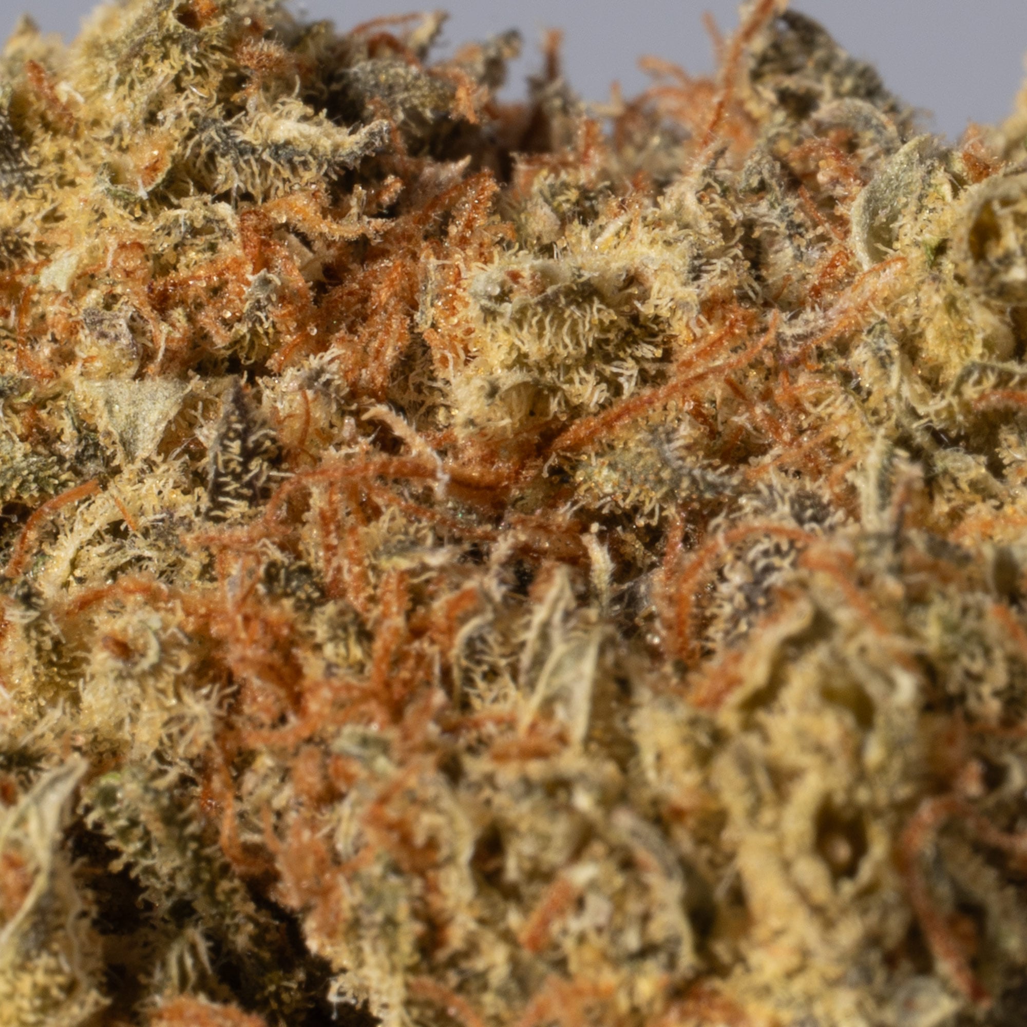 Moby Dick (AA+) - Image 5