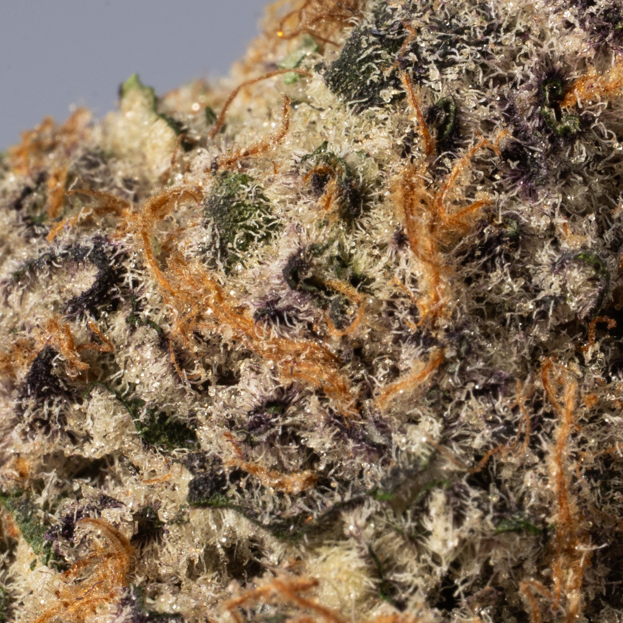 Champagne Kush (AAA+) - Image 5