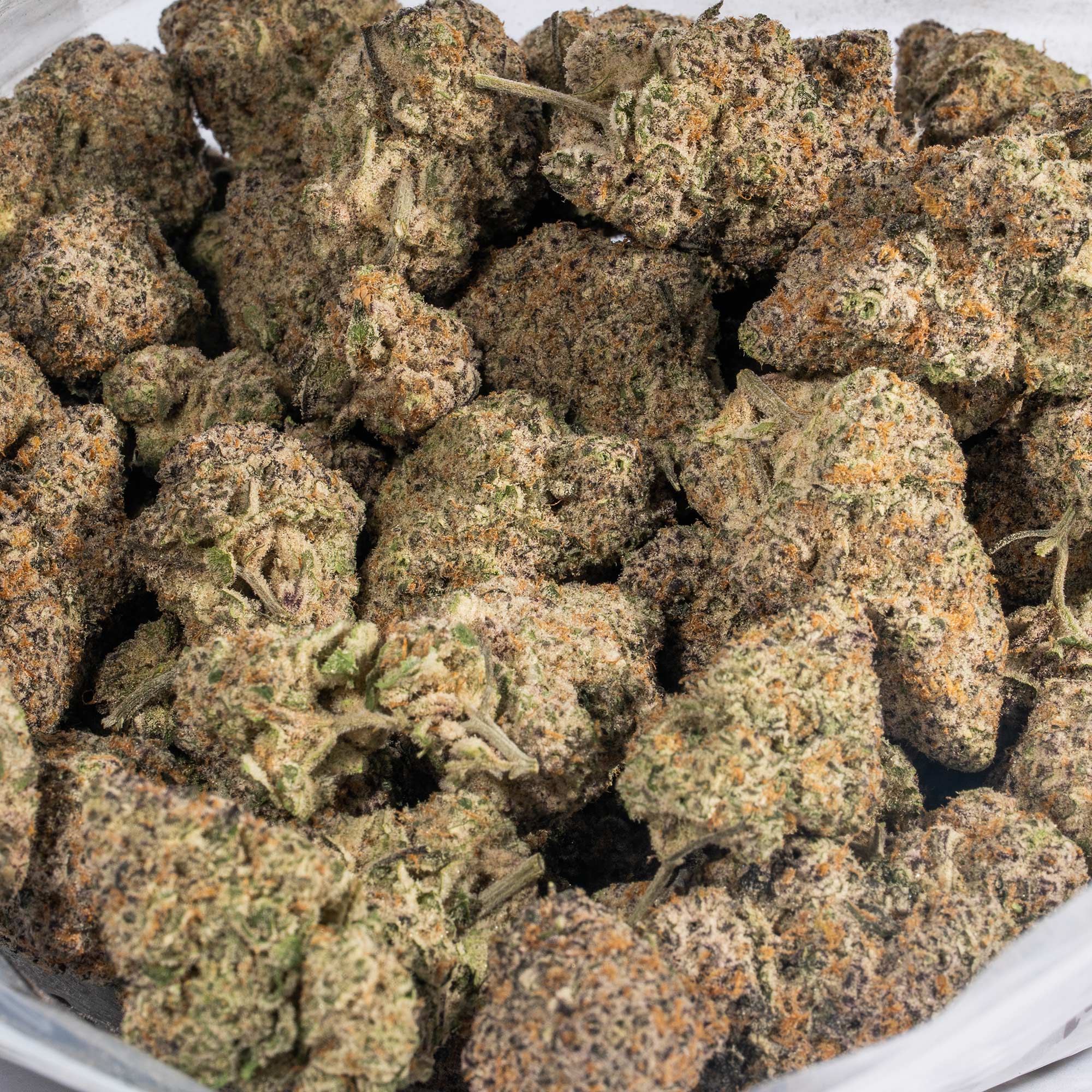 Champagne Kush (AAA+) - Image 4