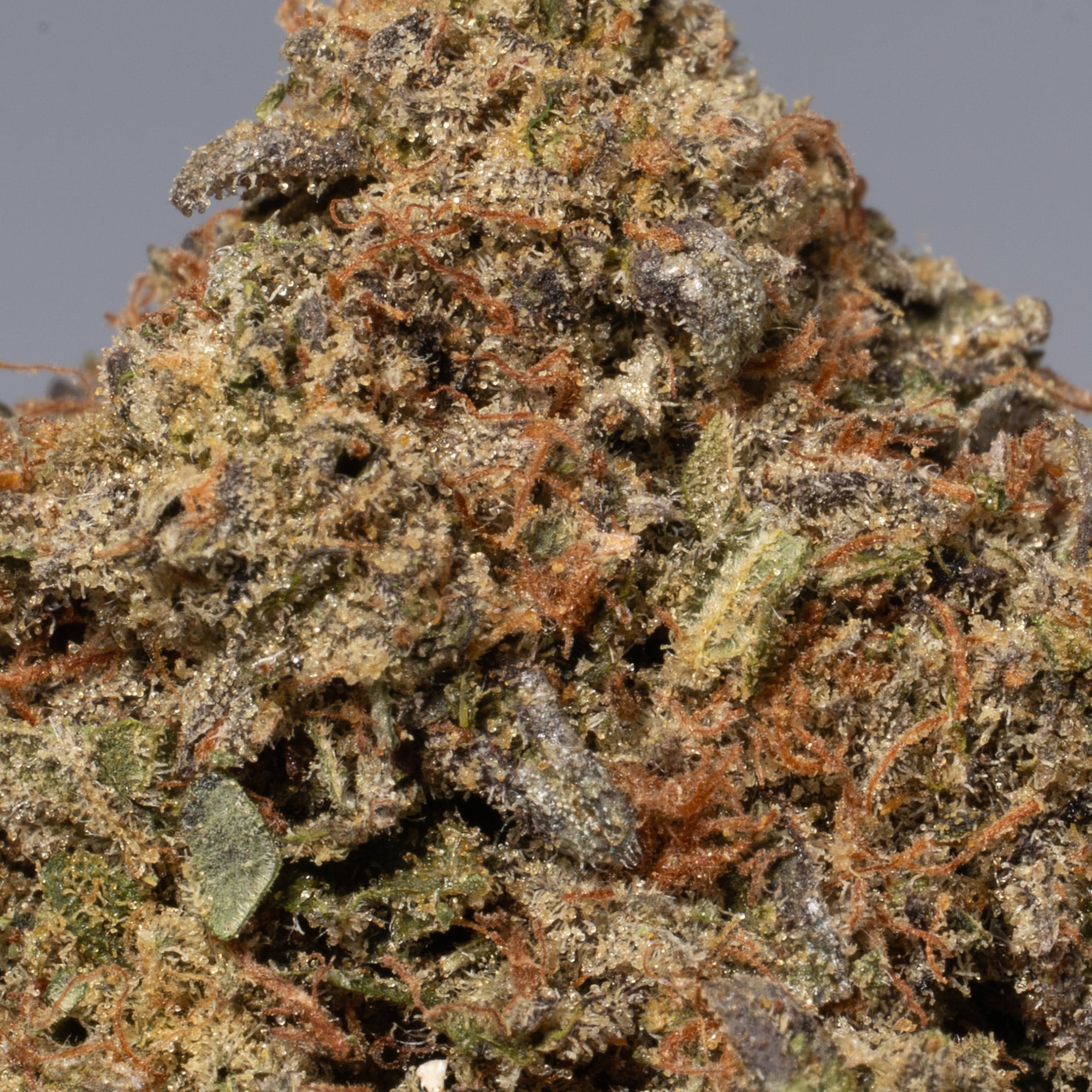 Pink Kush (AA) - Image 5