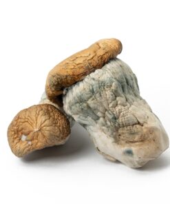 Squat Mak Mushrooms