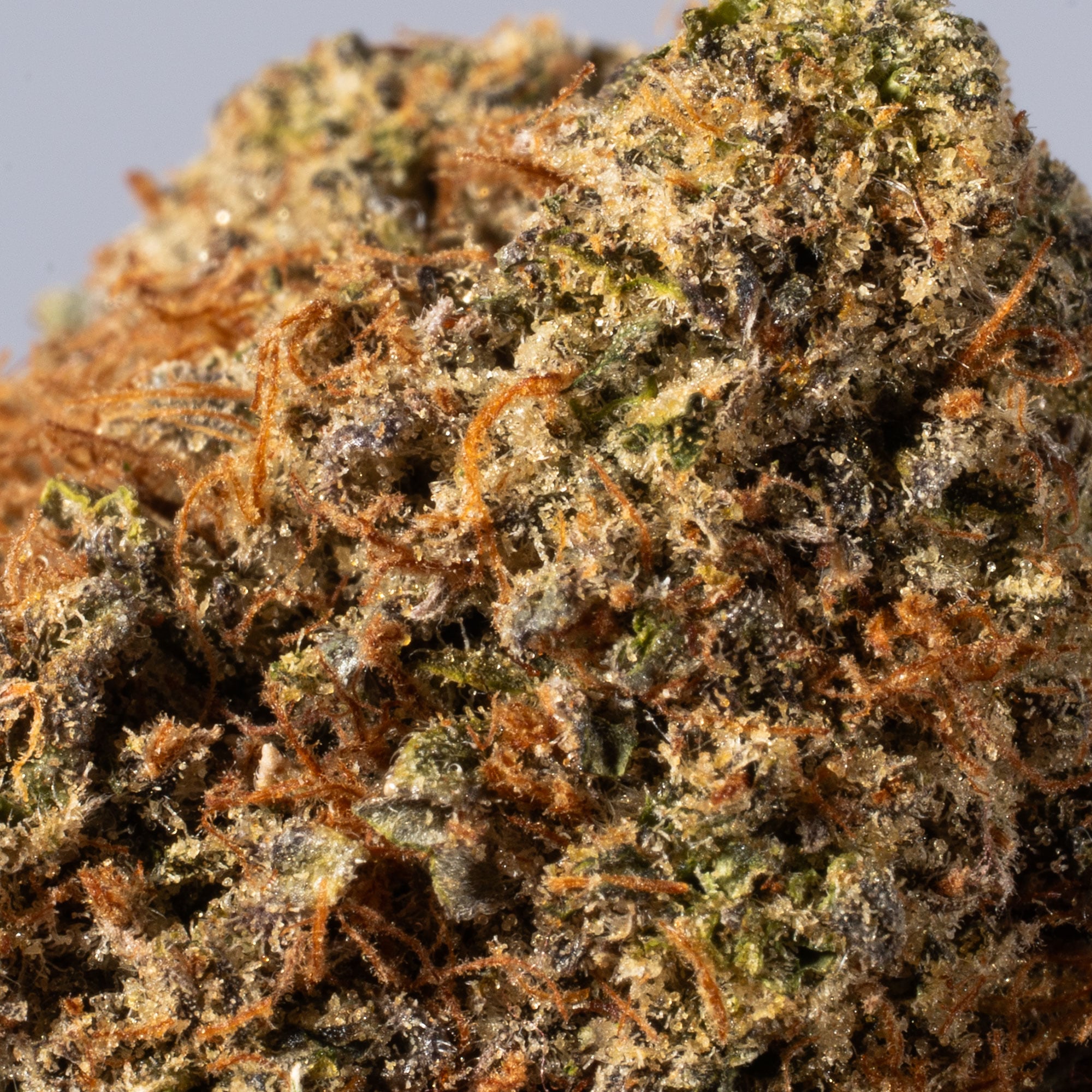 Sharks Breath (AAA) - Image 4