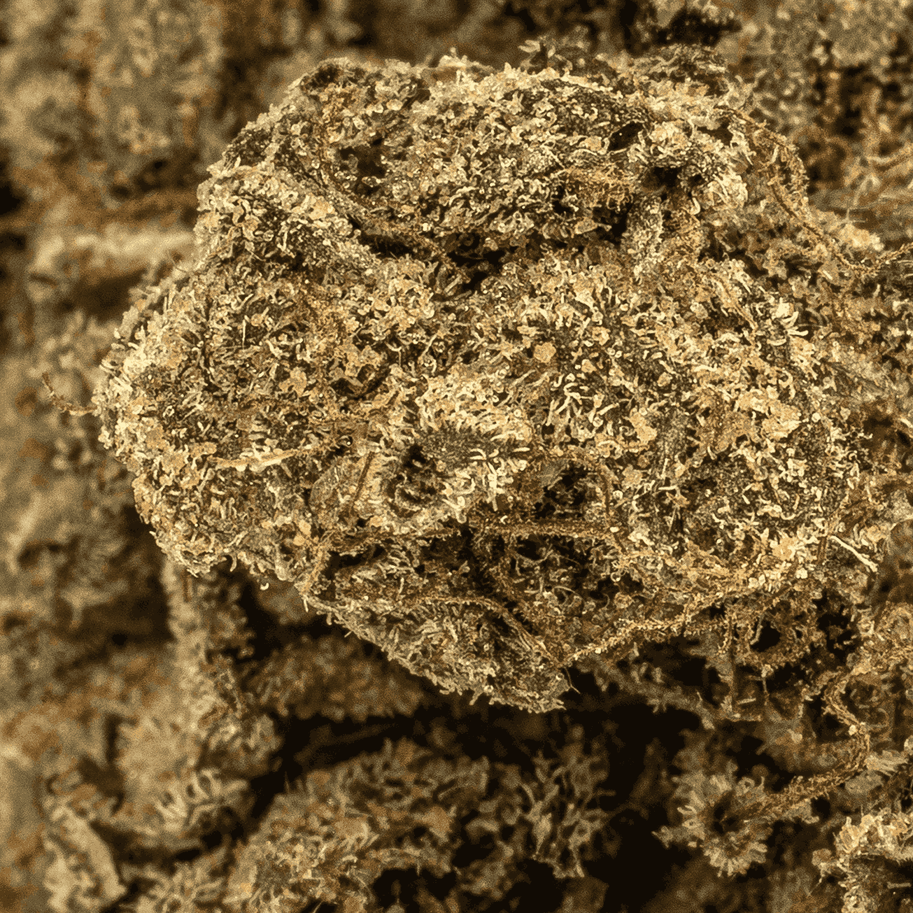 Gasolina (AA) - Image 5