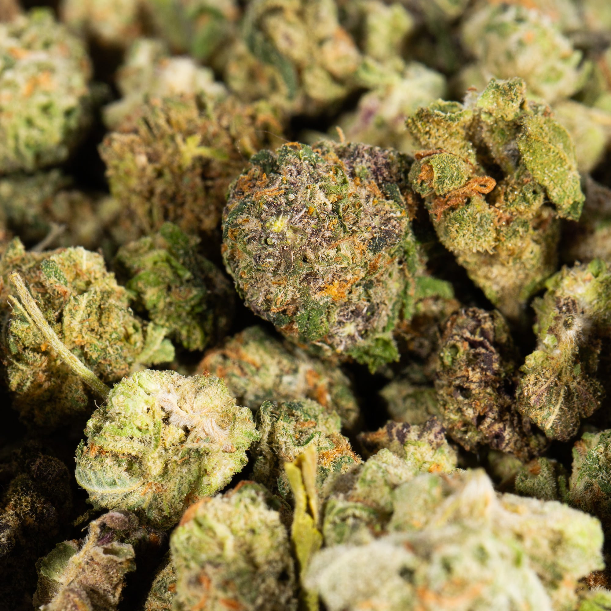 Mini Buds (AA) - Image 2