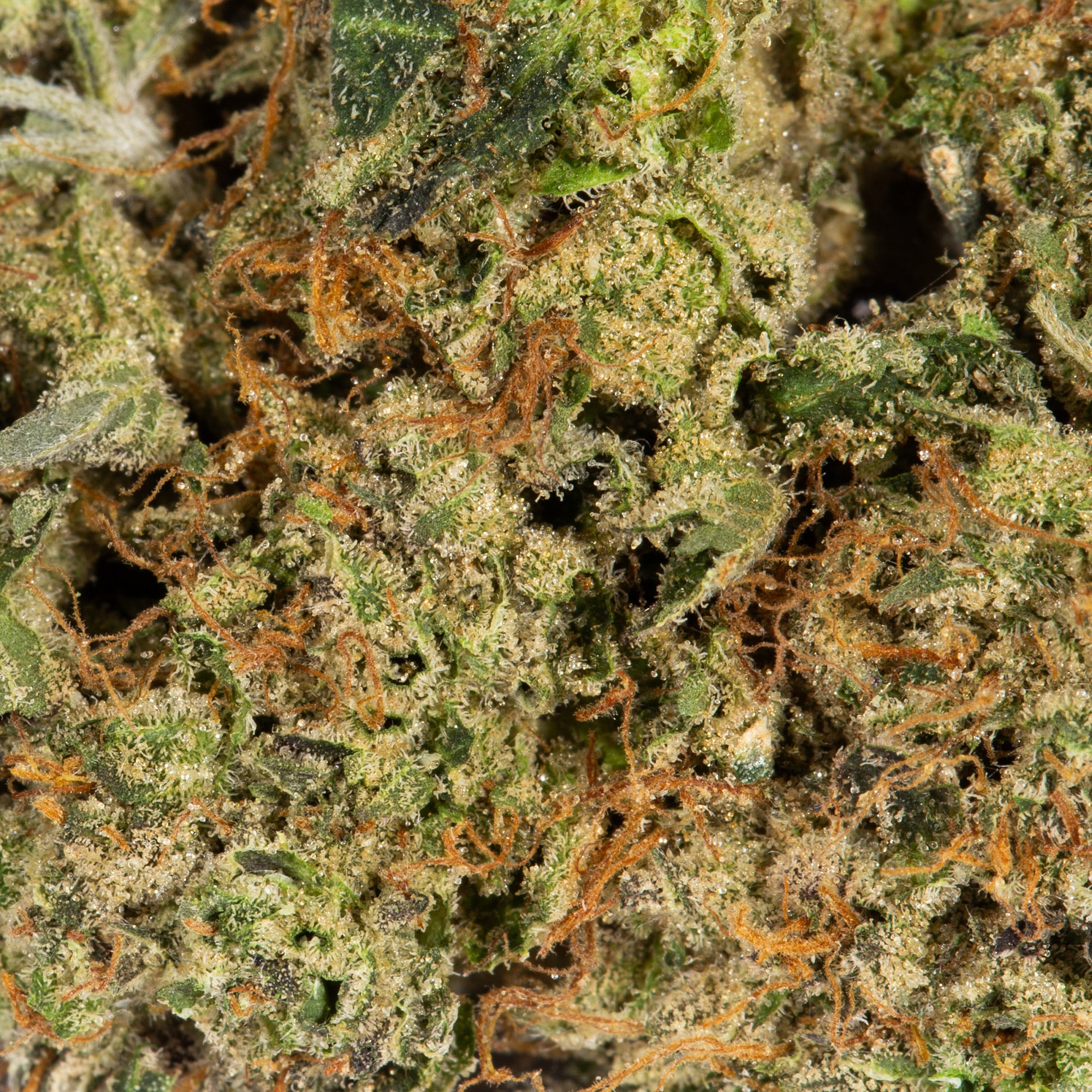 Acapulco Gold (AAAA) Promo - Image 5