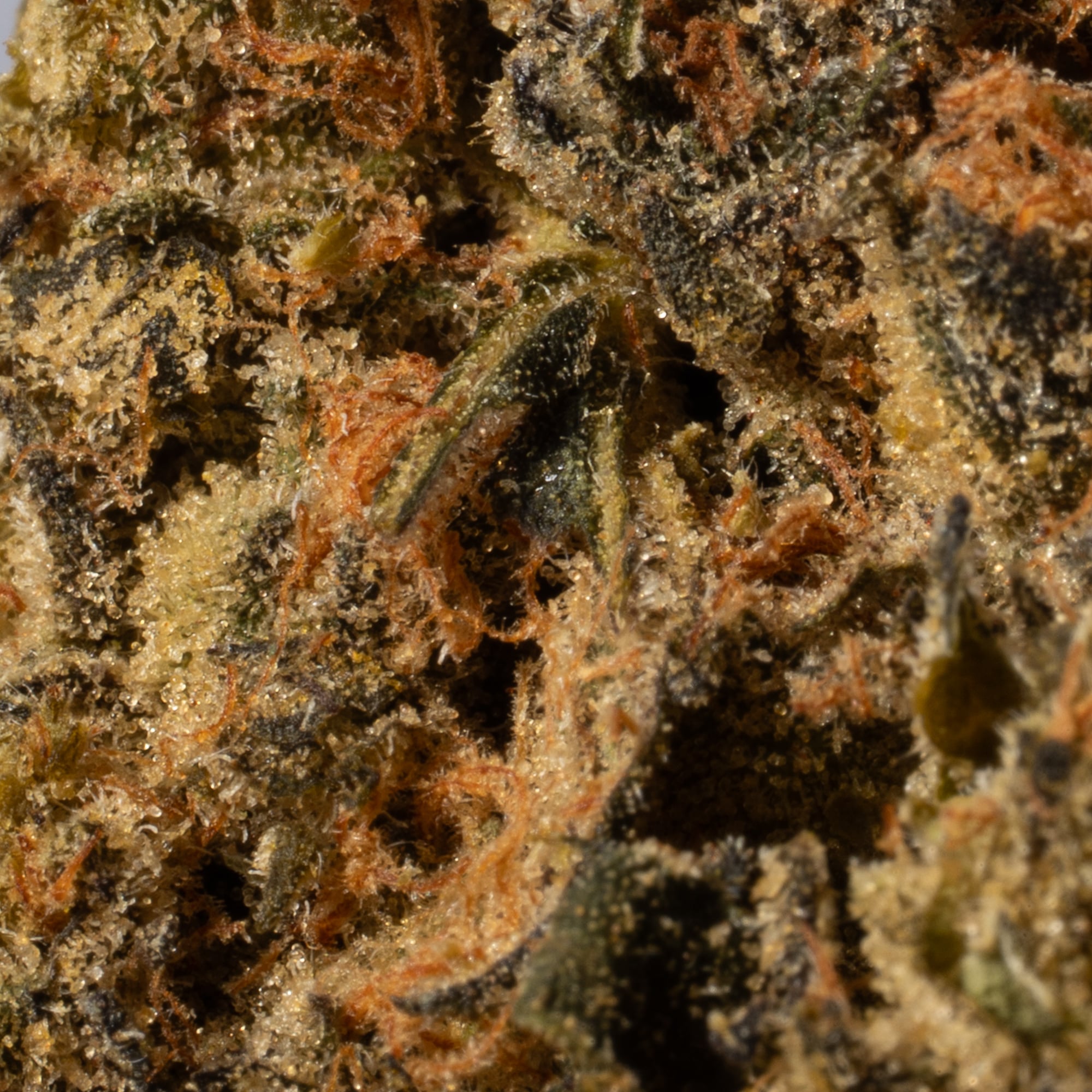 Super Boof (AA) Promo - Image 5