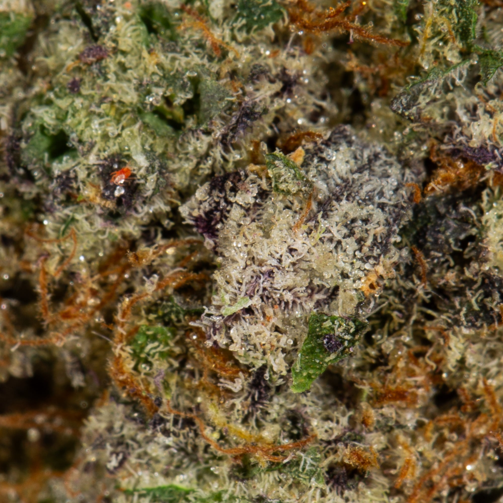 Jelly Breath (AAAA+) - Image 5