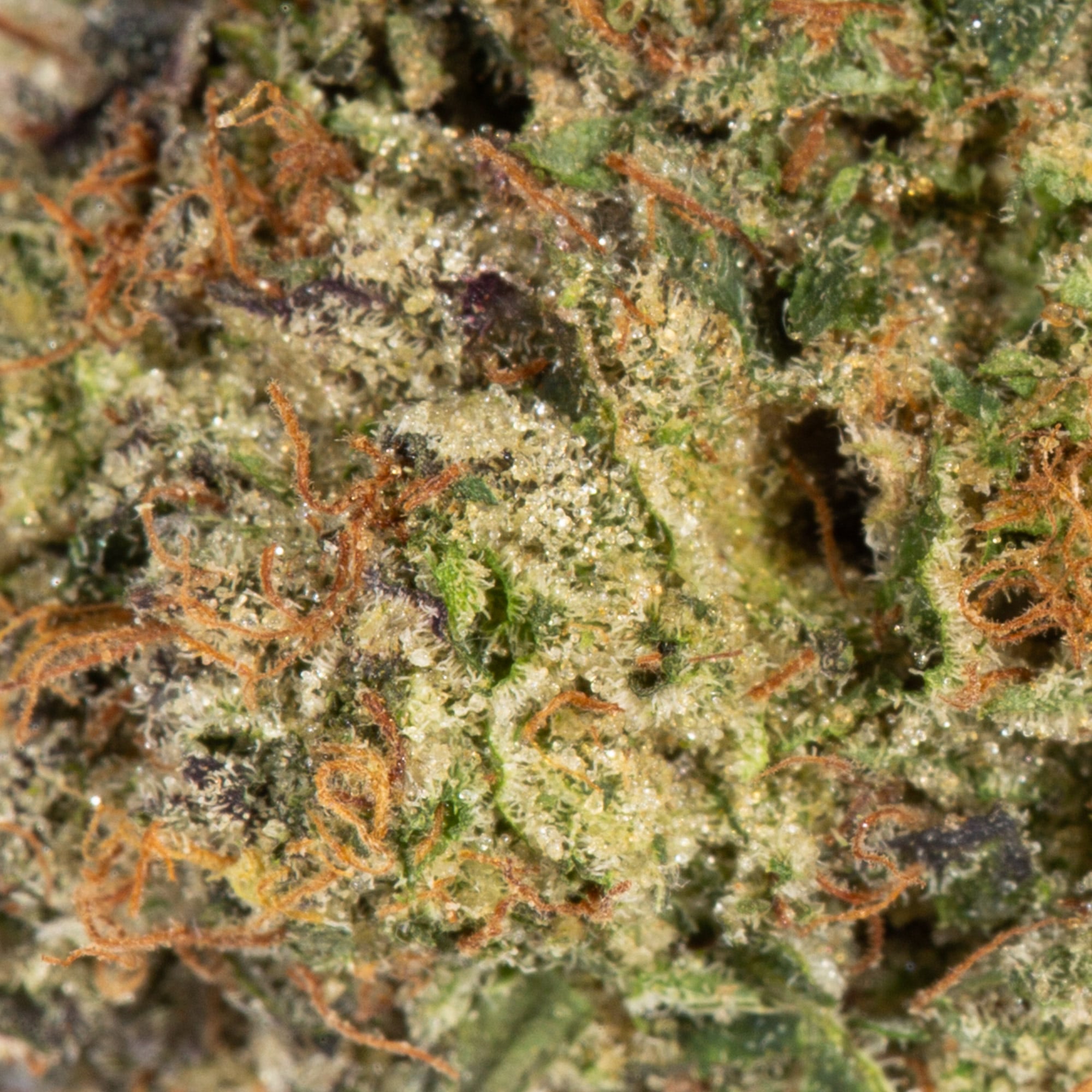 Triple Burger (AAAA) Promo - Image 3