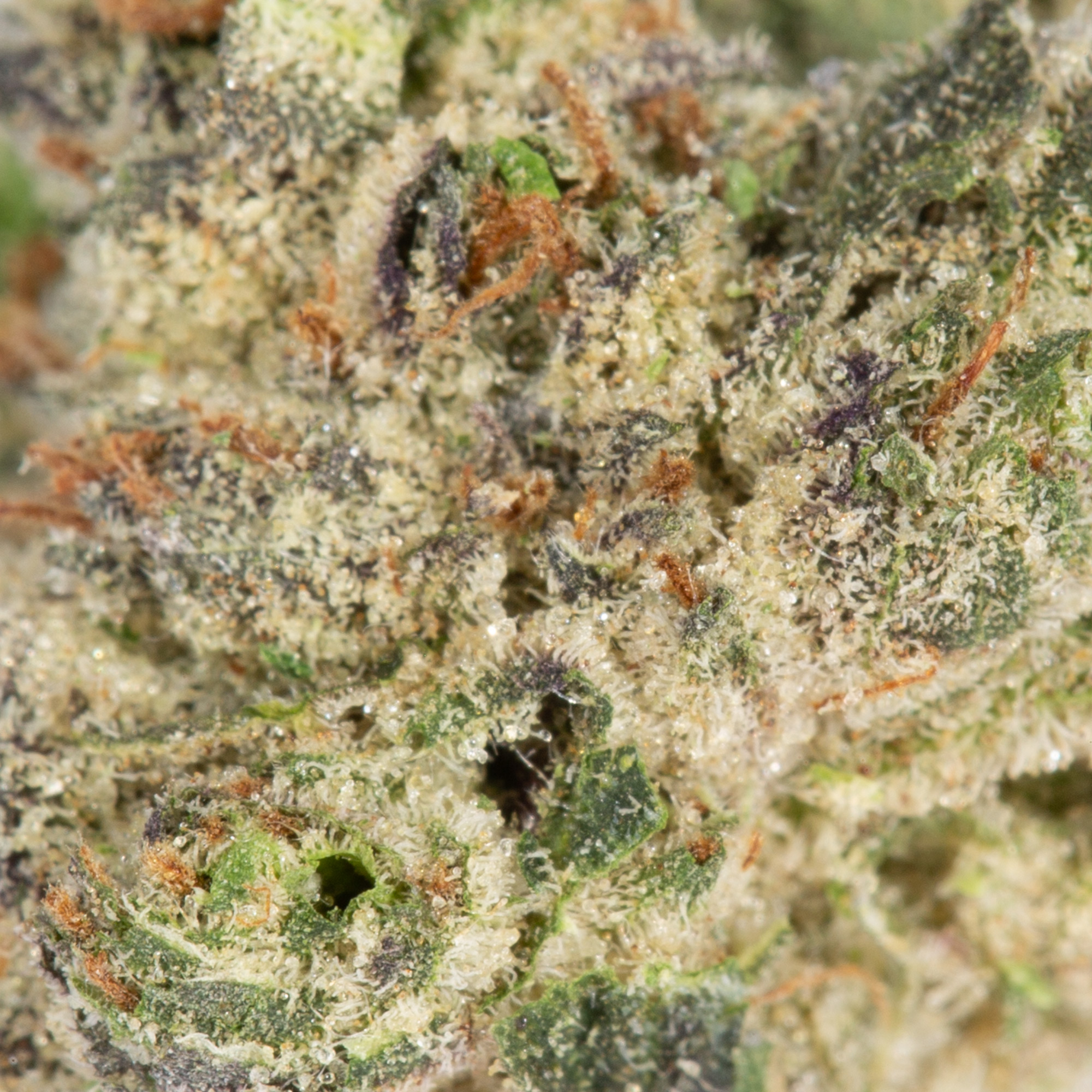 Pineapple Express Smalls (AAA+) - Image 3