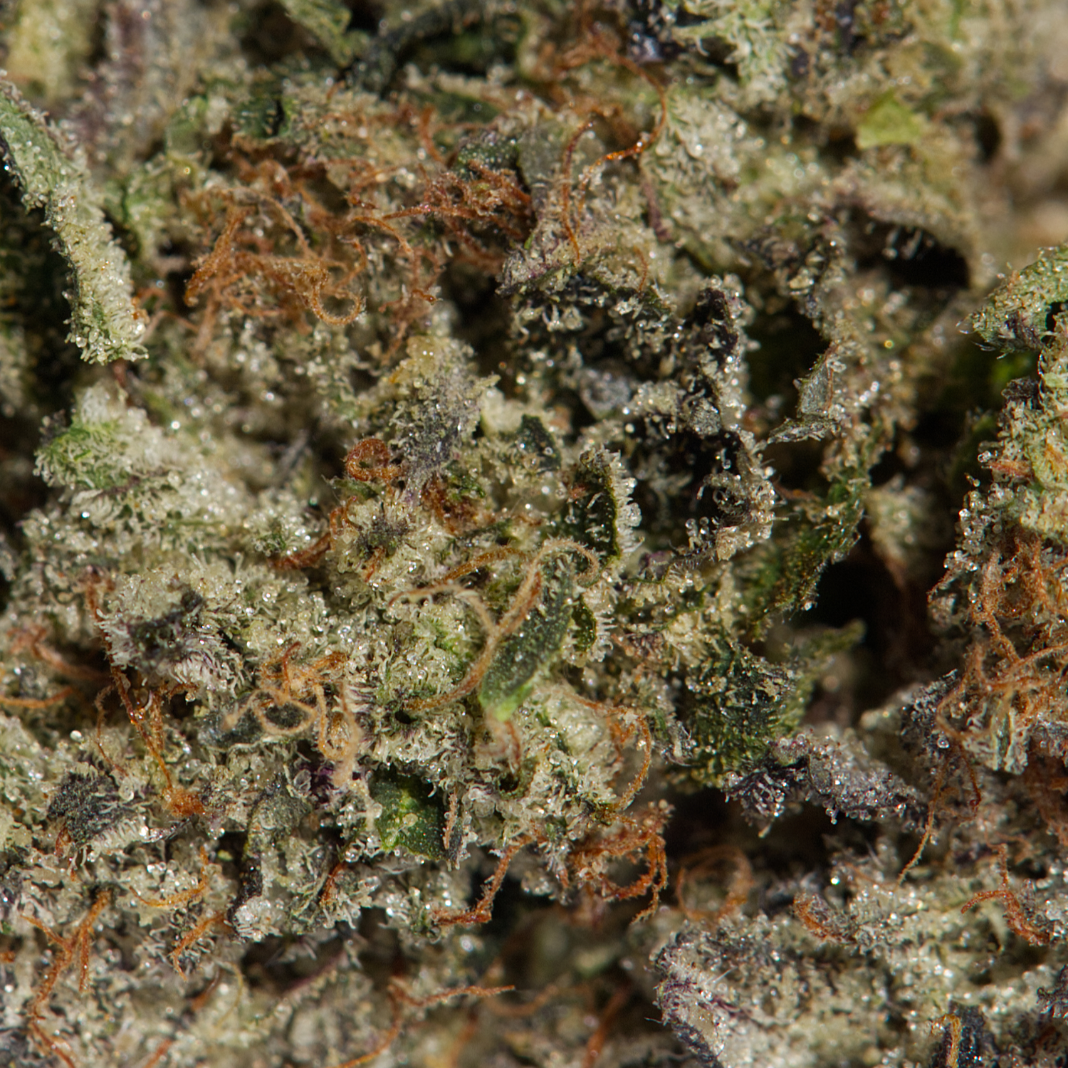 MK Ultra (AAAA) - Image 4