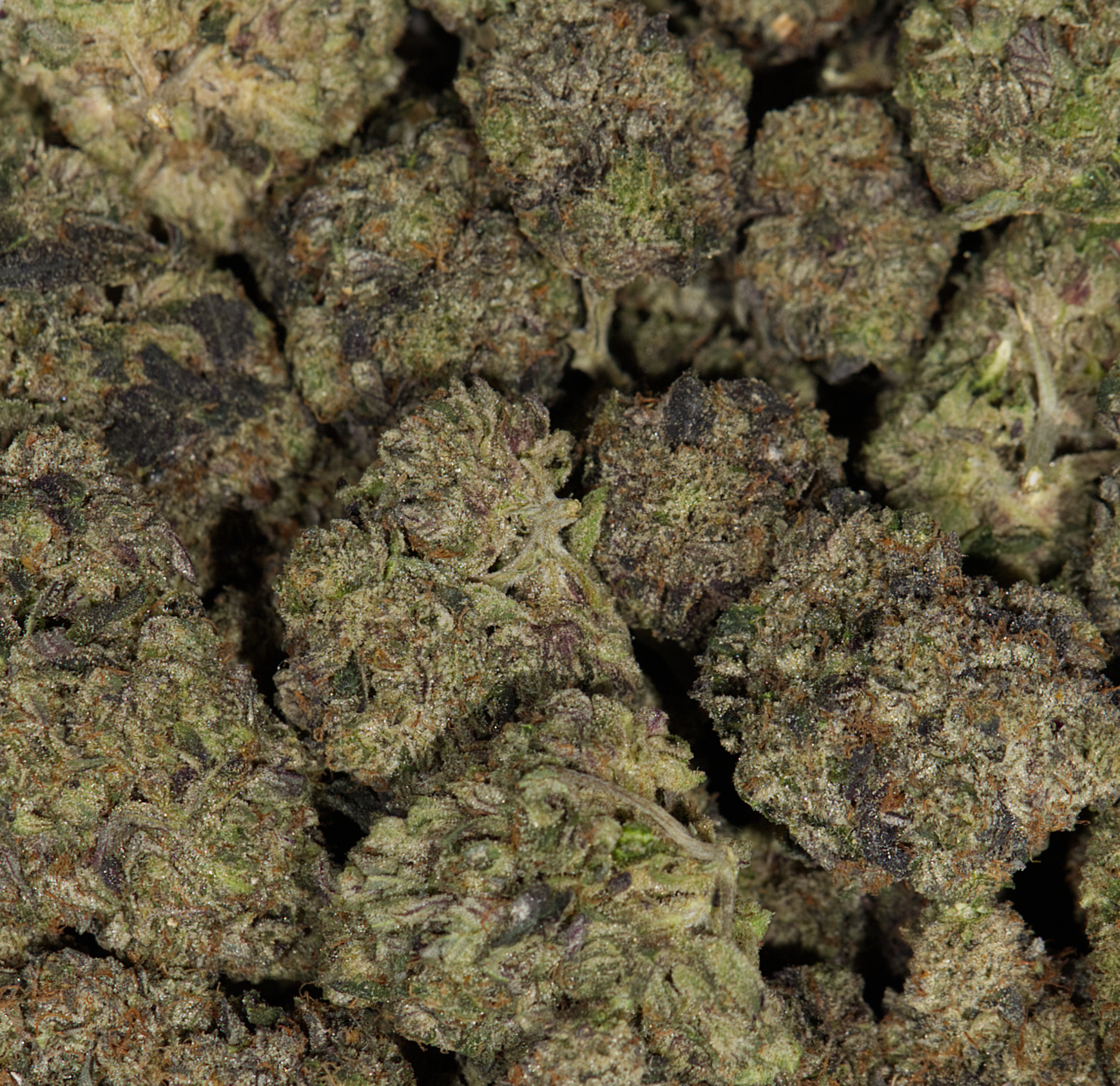 MK Ultra (AAAA) - Image 5